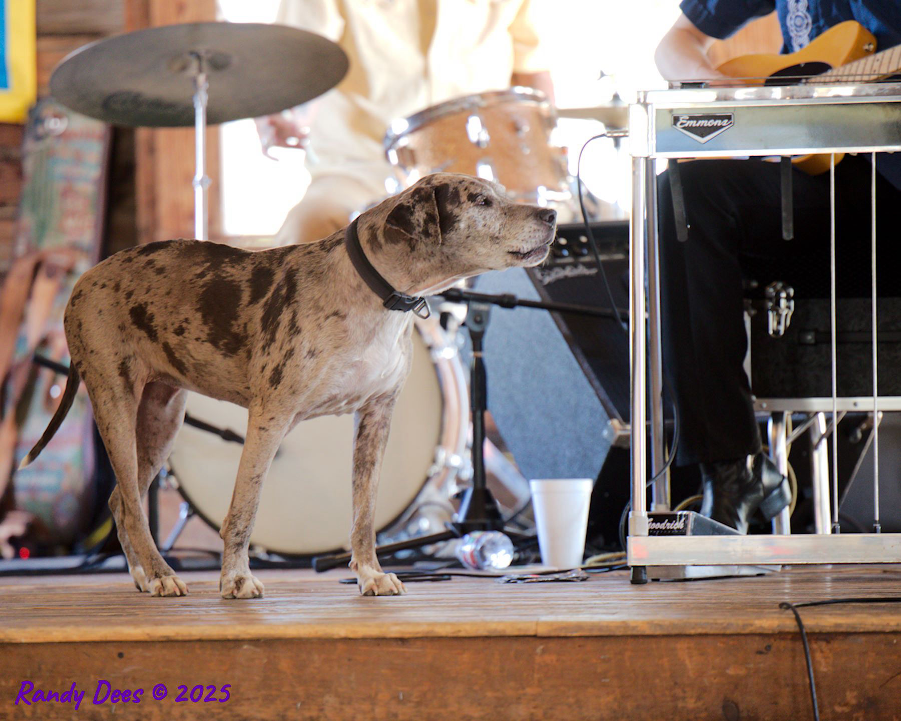 Texas Independence Day